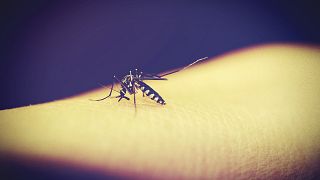 منظمة الصحة العالمية تدق ناقوس الخطر في اليوم العالمي للملاريا