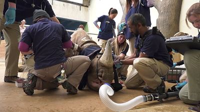 Black rhino gets CT scan in Chicago