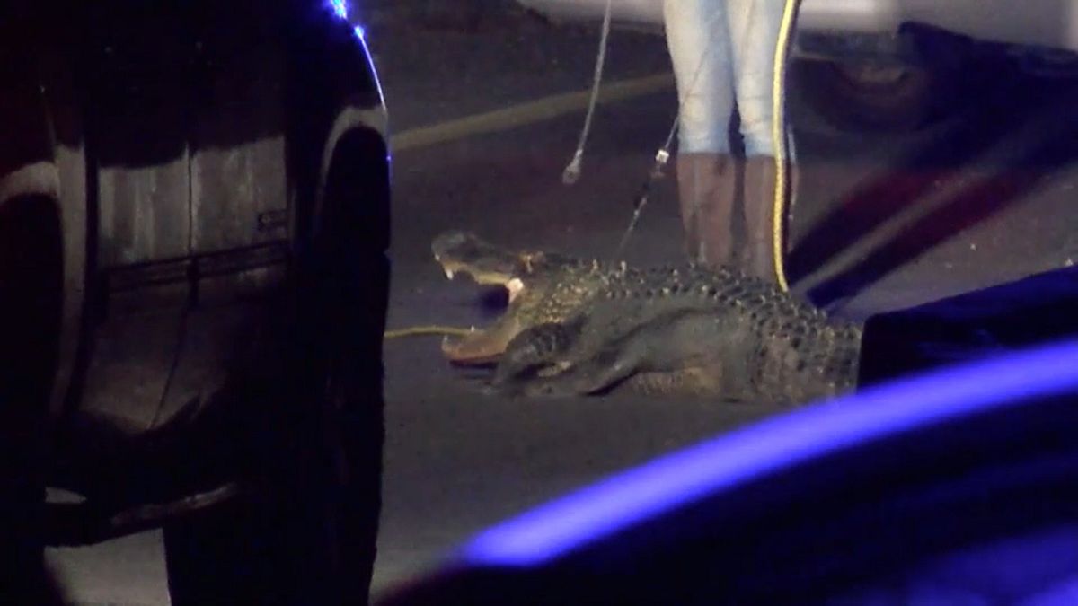 Autobahn wegen brünstigem Alligator gesperrt