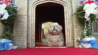 شاهد: كلب مدلل يحصل على قلعة ويندسور كمأوى له