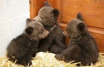 Three little bears find sanctuary in Bulgaria