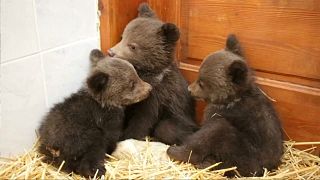 Three little bears find sanctuary in Bulgaria