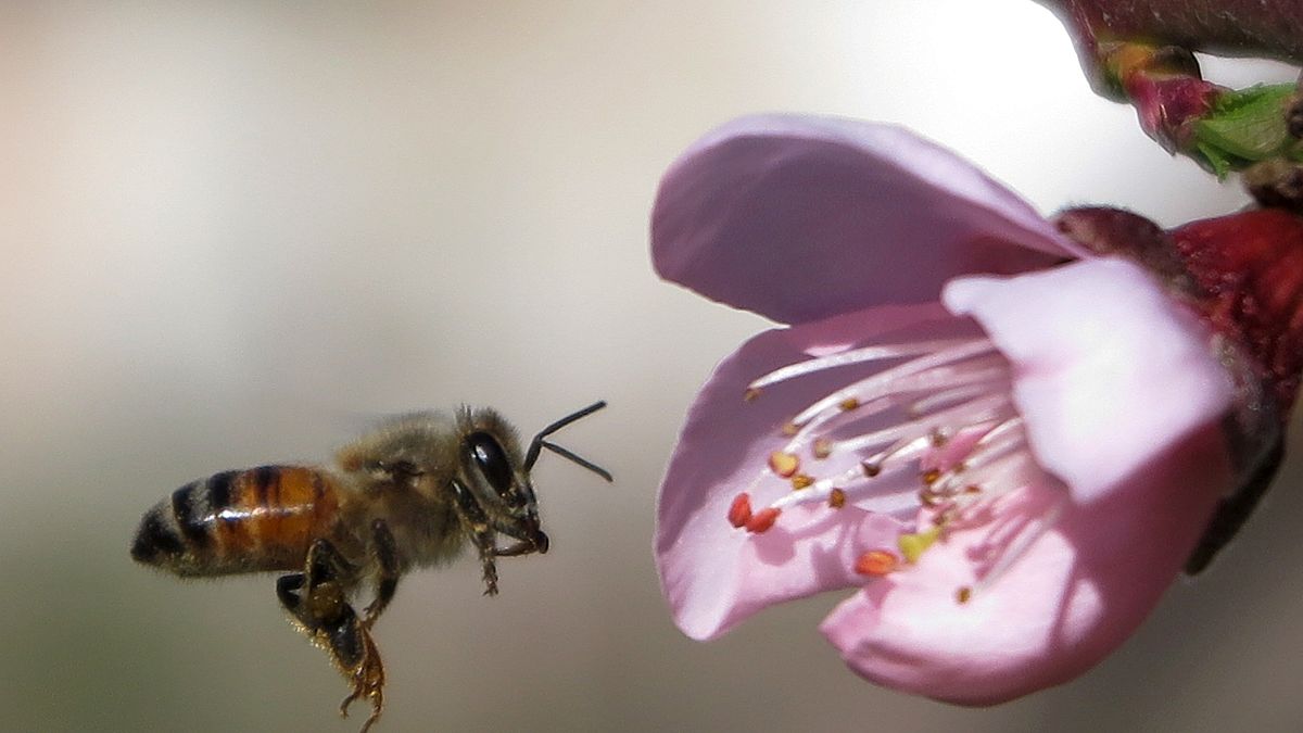 Trois "pesticides tueurs d'abeilles" bannis par l'UE