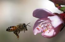 Trois "pesticides tueurs d'abeilles" bannis par l'UE