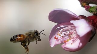 Trois "pesticides tueurs d'abeilles" bannis par l'UE