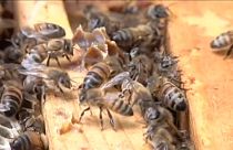 EU verbietet wegen Bienensterben drei Insektenmittel