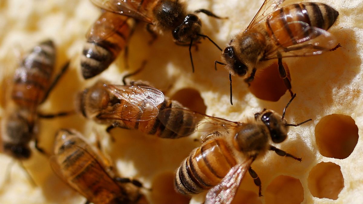Environmentalists buzzing after EU bans 'bee-harming pesticides'