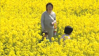 شاهد: متاهة عملاقة من زهور الكانولا في مقاطعة الكارثة النووية باليابان
