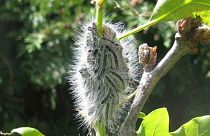 Toxic caterpillar outbreak in London