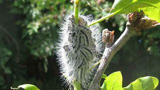 Toxic caterpillar outbreak in London