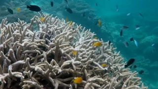 Austrália investe milhões na proteção de Corais