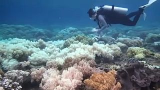 Utolsó pillanat a kifehéredő korallok mentésére