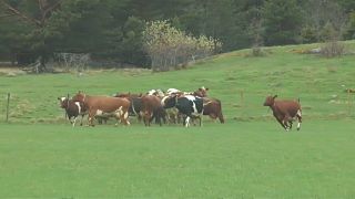 شاهد: أبقار ترقص ابتهاجاً بانتهاء فصل الشتاء بالسويد