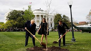 Macron'un Beyaz Saray'a diktiği ağaç karantinada