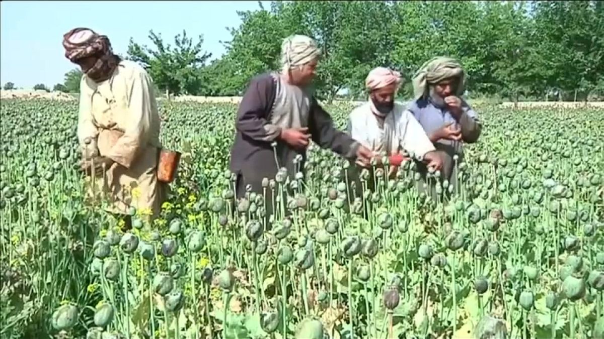 Afghanistan, il cuore del traffico mondiale di oppio