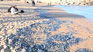 Invasión de medusas en las playas de Barcelona y Tarragona