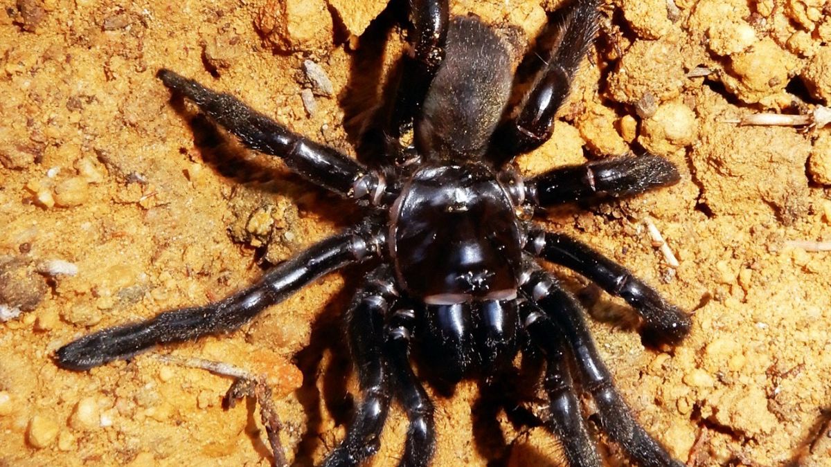 Muerte de la araña más longeva del mundo a los 43 años