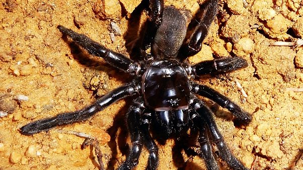 Muerte de la araña más longeva del mundo a los 43 años Muerte de la araña más longeva del mundo a los 43 años