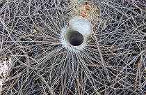 The hole where the oldest spider lived