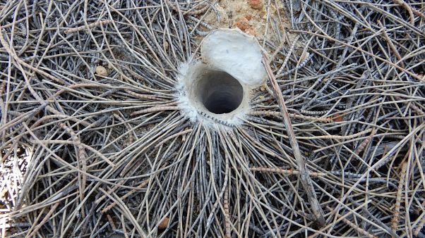 The hole where the oldest spider lived The hole where the oldest spider lived