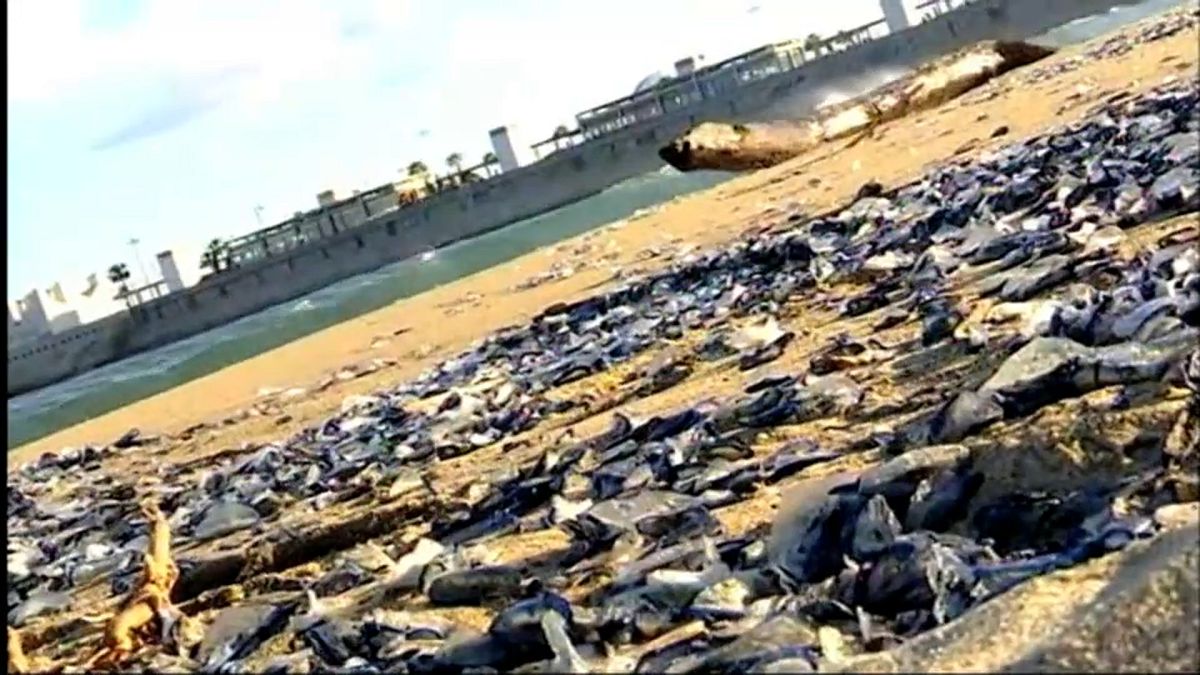 شاهد: قناديل البحر السامة تجتاح شواطئ برشلونة 