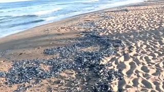 Βαρκελώνη: Μέδουσες έκαναν «έφοδο» στις ακτές