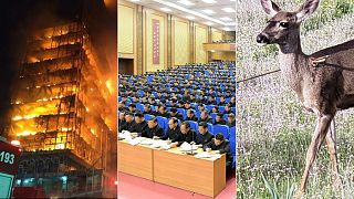 Fire in Sao Paulo, North Korean meeting, deer injured