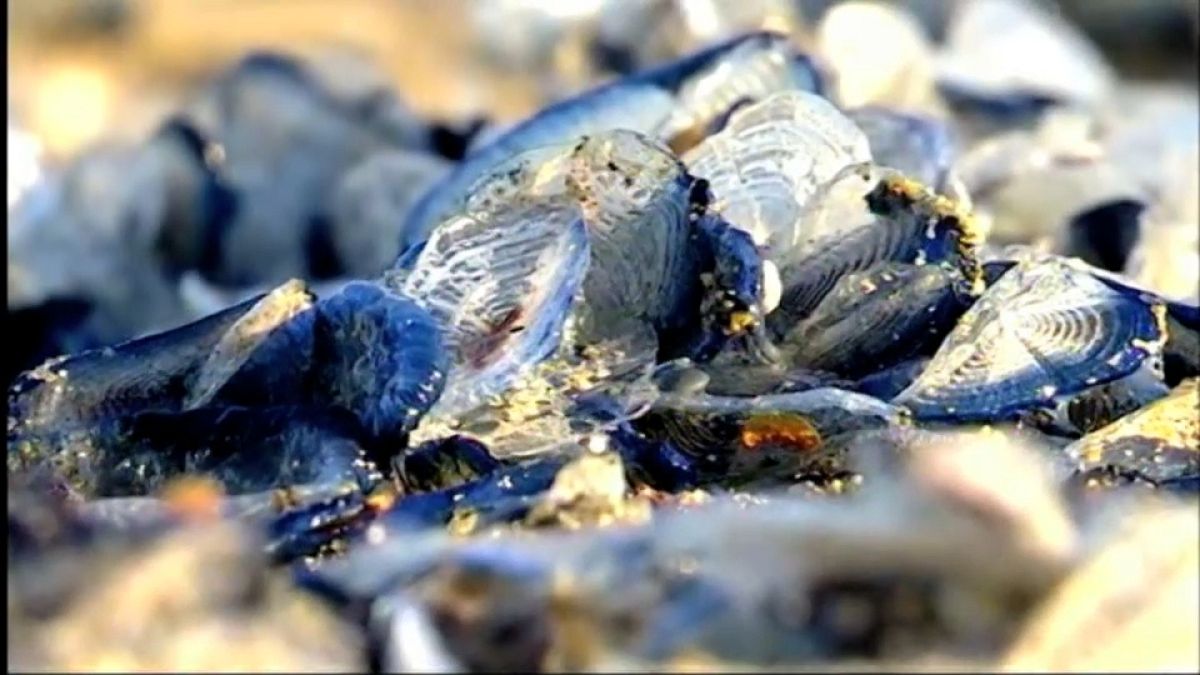 Des cousines des méduses par milliers sur les plages de Catalogne