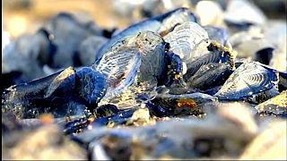 Des cousines des méduses par milliers sur les plages de Catalogne