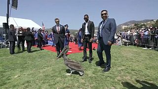 Mezuniyet töreni pelikanların baskınına uğradı