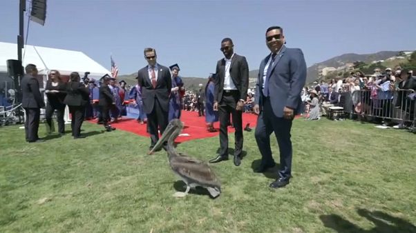 Mezuniyet töreni pelikanların baskınına uğradı Mezuniyet töreni pelikanların baskınına uğradı