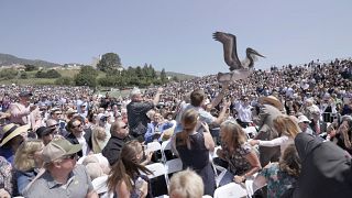Kalifornien: 2 Pelikane stürzen auf Abschlussfeier