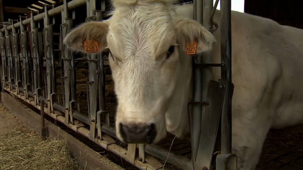 The EU's smaller farmers fear subsidy cuts in the CAP budget review