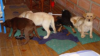 Bíróságon az állatorvos, aki kutyakölyköket használt heroincsempészésre