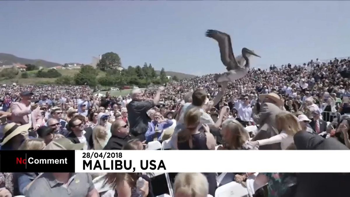 Etats-Unis : deux pélicans s'incrustent lors d'une cérémonie de remise de diplômes