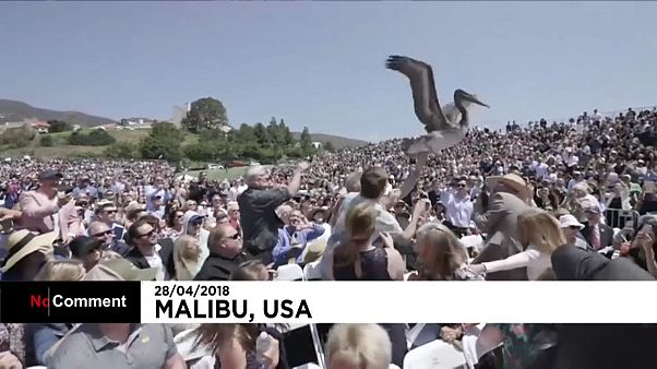 Etats-Unis : deux pélicans s'incrustent lors d'une cérémonie de remise de diplômes Etats-Unis : deux pélicans s'incrustent lors d'une cérémonie de remise de diplômes