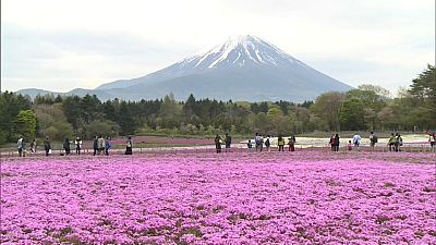 Um jardim rosa vivo aos pés do Monte Fuji