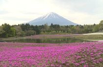 Fuji Dağı manzaralı çiçek tarlasına yoğun ilgi  