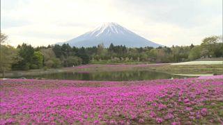 Fuji Dağı manzaralı çiçek tarlasına yoğun ilgi