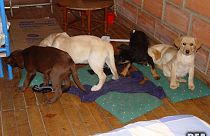 Vet charged in US for smuggling heroin in puppies' bellies