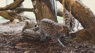 2 kleine Amurleoparden: Süßer Nachwuchs in Wien