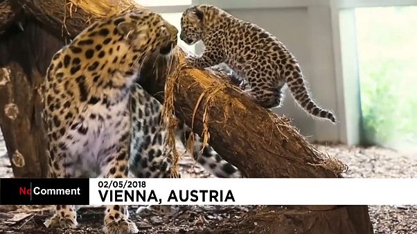 Aumenta la familia del Zoo de Viena Aumenta la familia del Zoo de Viena