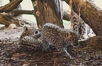 Bunyó a bővülő bécsi leopárdcsaládban