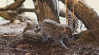 Bunyó a bővülő bécsi leopárdcsaládban