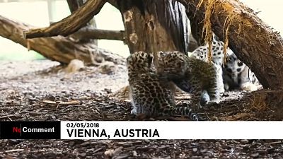 Autriche : naissance de deux léopards de l'Amour au zoo de Vienne