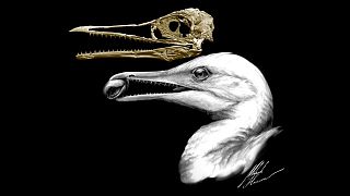 جمجمة طائر تكشف لغز تطور الديناصورات