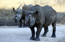  شاهد: بعد غياب 50 عاما، وحيد القرن الأسود يعود إلى تشاد