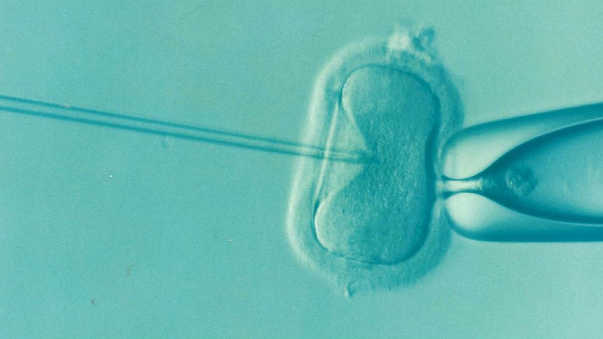 Man told to pay child support to ex-wife despite IVF dupe