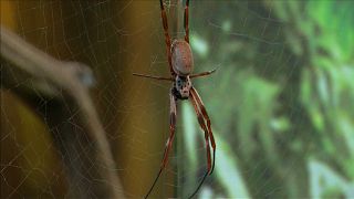 Spinnenphobie: Londoner Zoo hilft Betroffenen 