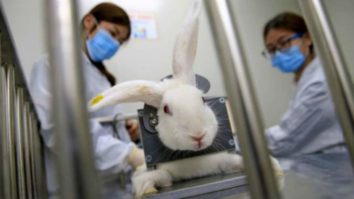 AB kozmetik için hayvan testlerinin dünya çapında yasaklanmasını talep ediyor
